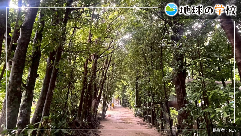 観光地になる前からあった風景【備瀬のフクギ並木】