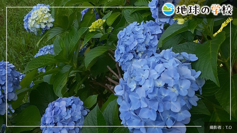 紫陽花が元気に咲く場所