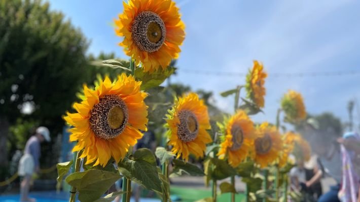 ひまわりが教えてくれた、酷暑との付き合い方のヒント