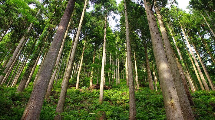 すこやかな人工林