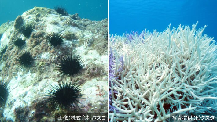 写真が2枚、ウニによる食害(左)・サンゴの白化現象(右)